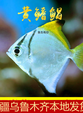 新疆观赏蝙蝠鲳黄鳍鲳七彩埃及燕热带神仙鱼黑带大眼配鱼群游活体