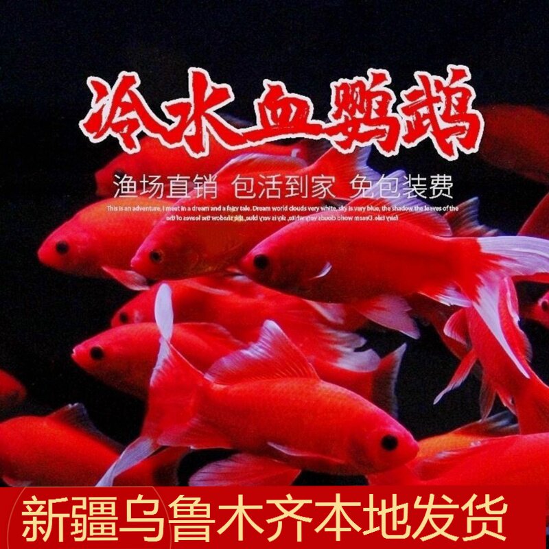 冷水观赏鱼血红冷水鹦鹉鱼图片