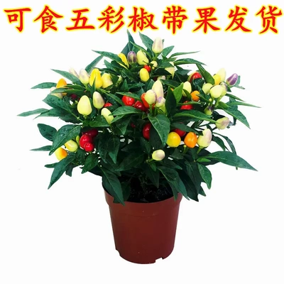 七彩椒辣椒盆栽树苗带果看樱桃新鲜多色五彩椒朝天椒阳台花卉绿植