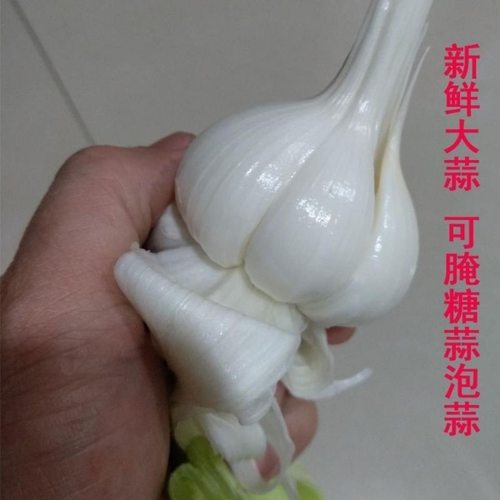 新鲜大蒜苍山四六瓣鲜蒜
