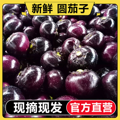 【官方直营】新鲜茄子圆茄子现摘紫黑茄子当季应季蔬菜5斤包邮