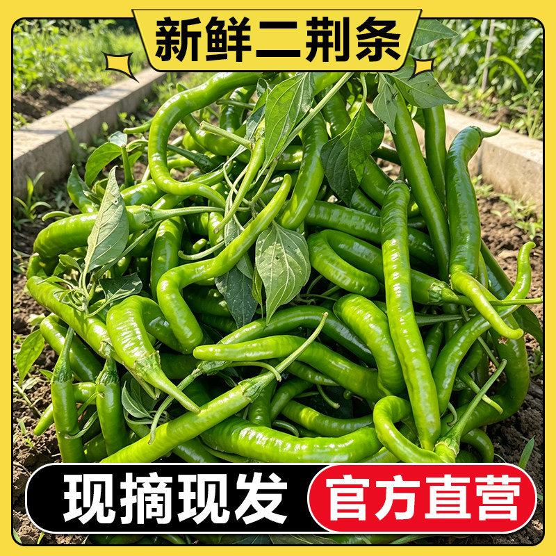 【每周折扣】新鲜青辣椒二荆条线椒海椒辣子香辣农家自种蔬菜辣椒