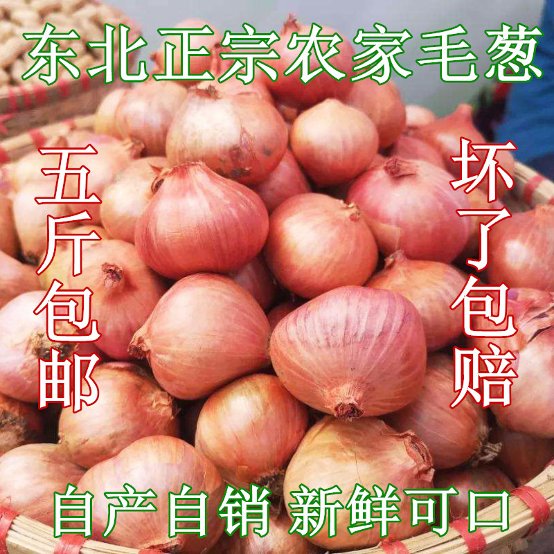新货东北毛葱小圆葱5斤包邮