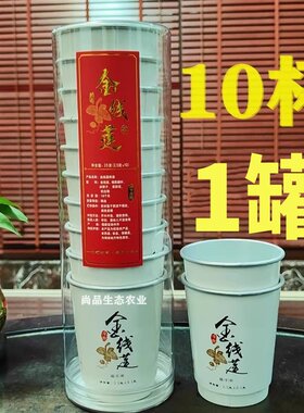 金线莲随手杯福建金线莲养生茶