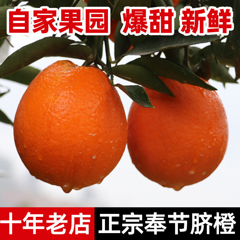 重庆奉节脐橙带叶现摘