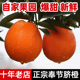 包邮 正宗奉节脐橙新鲜水果当季 现摘橙子带箱10斤净重9.1斤大果