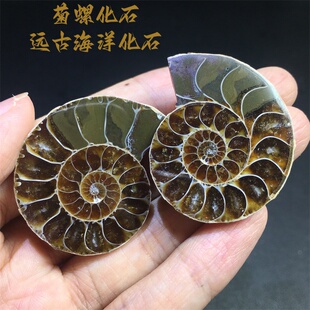 古生物菊螺化石斑彩螺切片原石摆件标本科普情侣吊坠男女一物一图