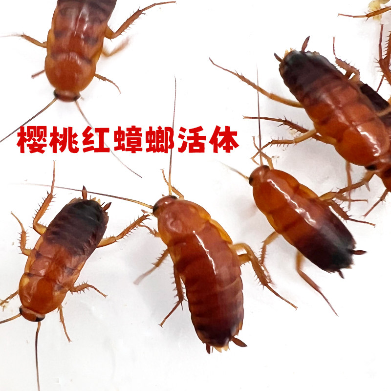 樱桃蟑螂杯活体瓶装盒装罐装蜘蛛螳螂龙鱼守宫食物高蛋白活饲料