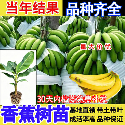 矮化香蕉树苗高产苹果蕉粉蕉种苗盆栽耐寒芭蕉树香蕉树苗当年结果
