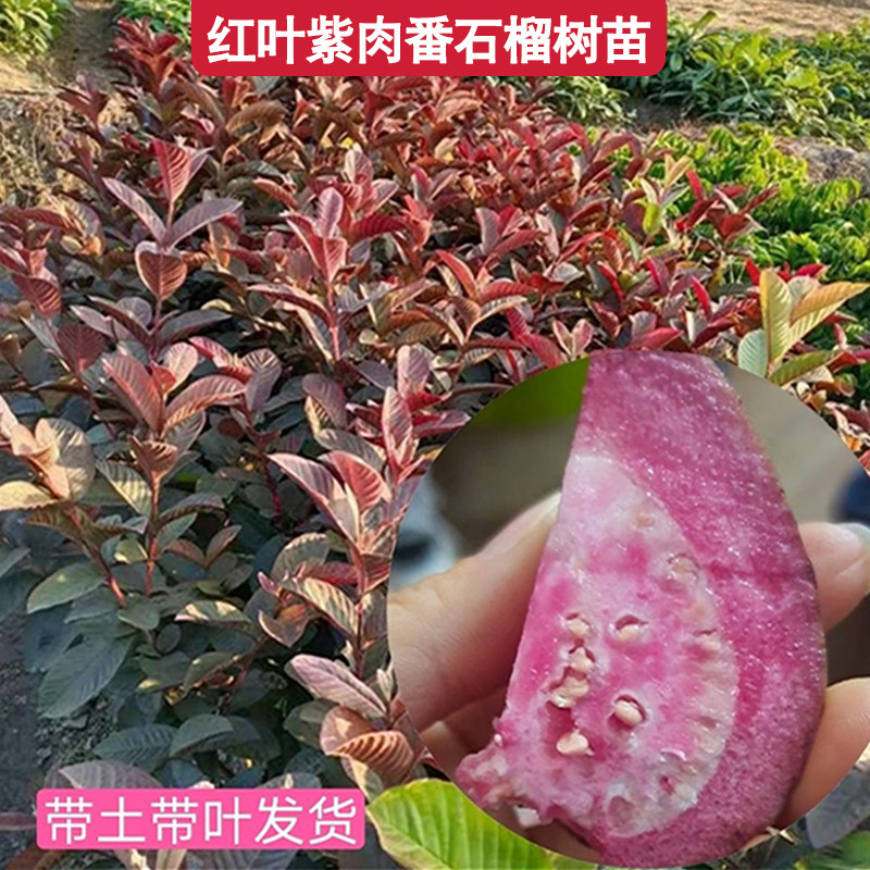 新品种红叶紫芭乐胭脂红番石榴庭