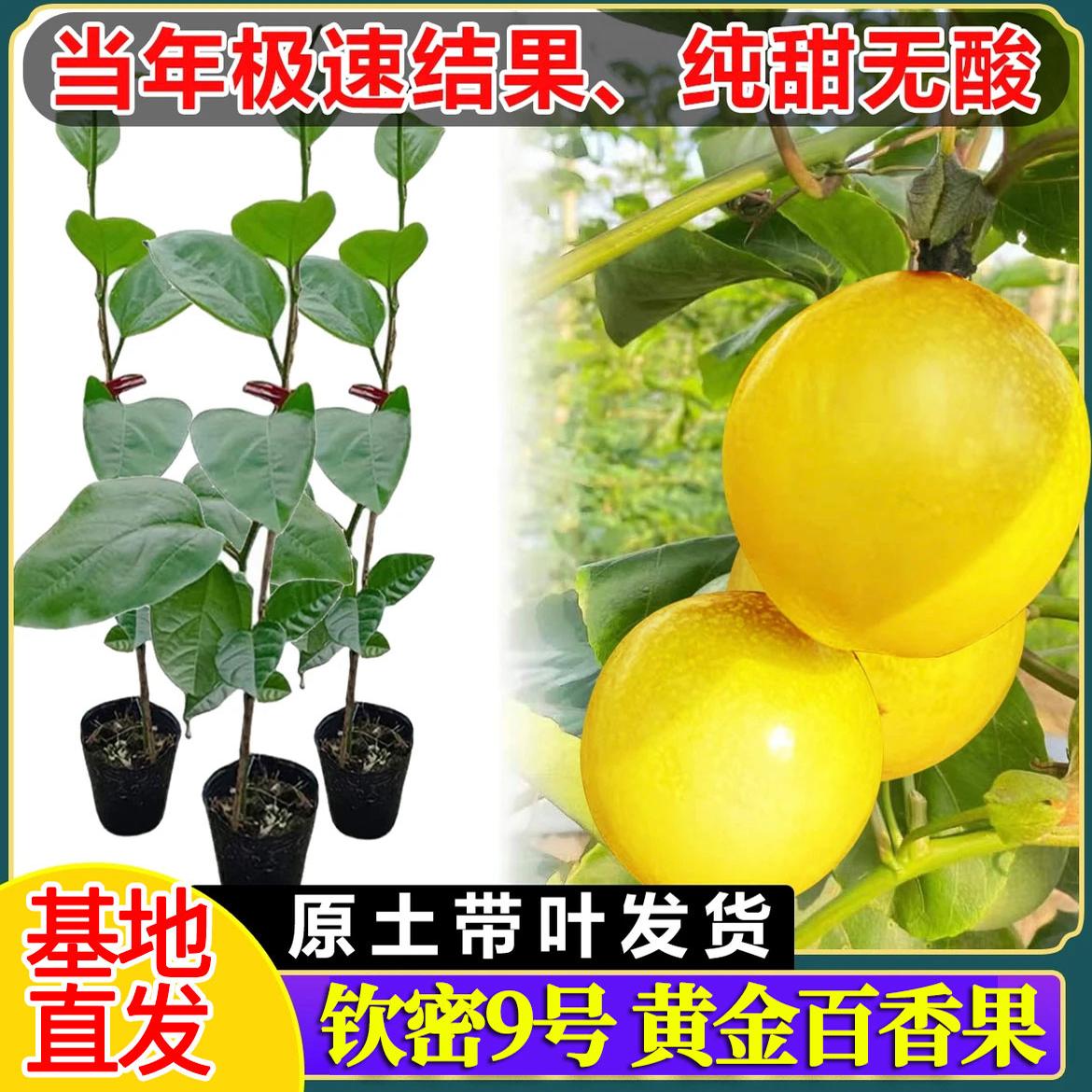 钦蜜9号黄金百香果树纯甜果苗特大南方庭院爬藤盆栽地栽当年结果图片