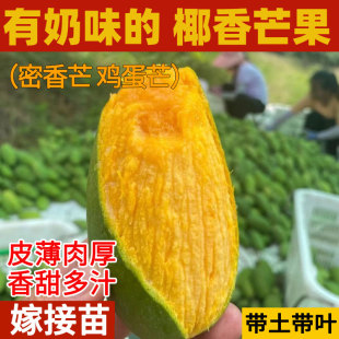 椰香鸡蛋芒果树苗纯甜嫁接芒果苗树海南攀枝花小香芒果苗当年结果