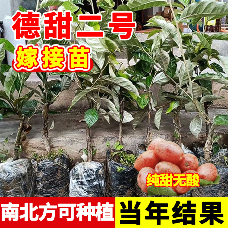 羊奶果嫁接苗德甜二号果树苗特大纯甜胡颓子苗南北方庭院阳台种植