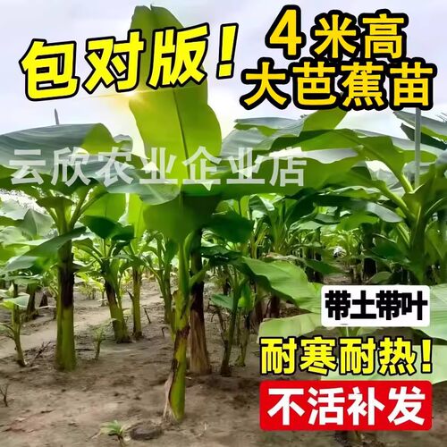 庭院芭蕉树苗观赏耐寒大叶芭蕉树苗南北方种植山东盆栽地栽芭蕉树
