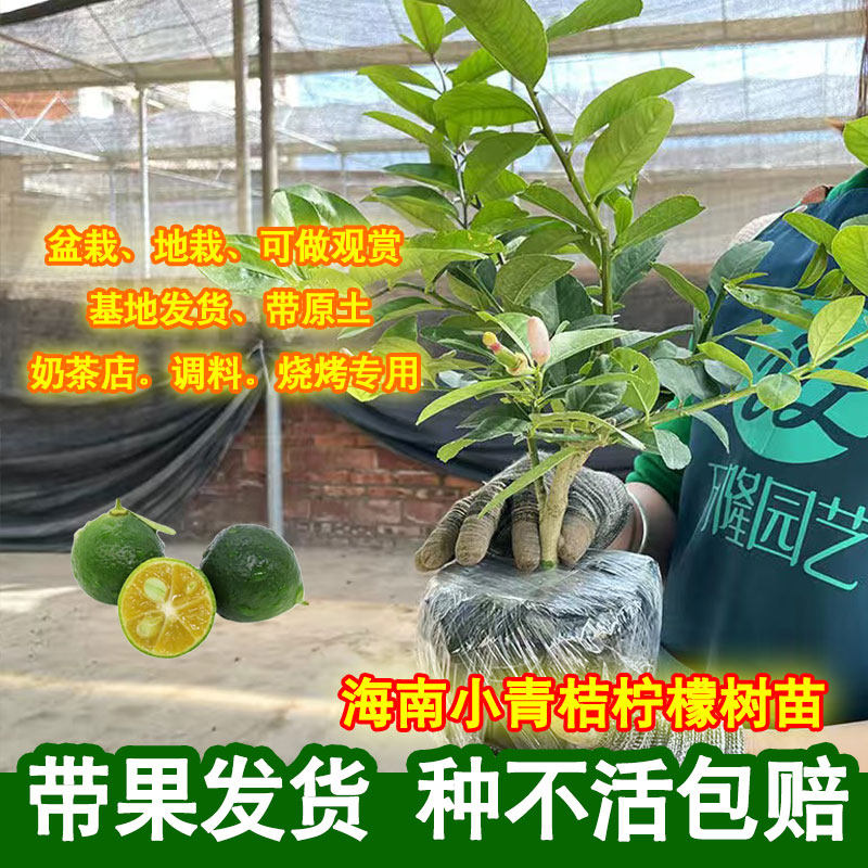 四季金桔柠檬果树苗香水柠檬地栽嫁接广东海南小青桔柠檬盆栽带果,鲜花速递/花卉仿真/绿植园艺,果树,淘宝优惠券,粉丝福利购,淘宝优惠卷