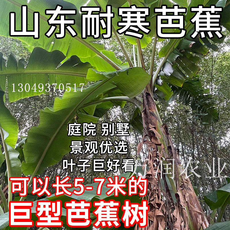 庭院芭蕉树苗北方耐寒耐冻室外大叶绿植盆栽香蕉树大型植物芭蕉苗图片