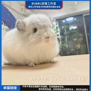 美系 特价 银斑活物宠物长毛龙猫公 良品 龙猫工作室 25.1.9生