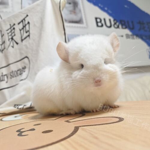 金粉长毛龙猫图片龙猫链接