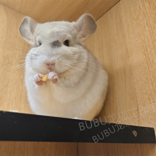 美系龙猫工作室 紫斑奶牛携带宠物活体龙猫公 白菜价24.7.22 一般