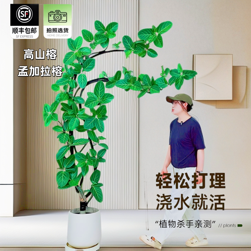 高山榕客厅绿植青叶橡皮树盆栽