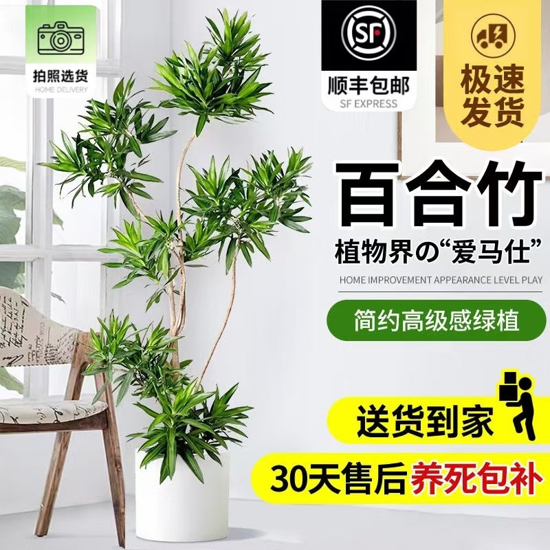 大型绿植净化空气落地植物