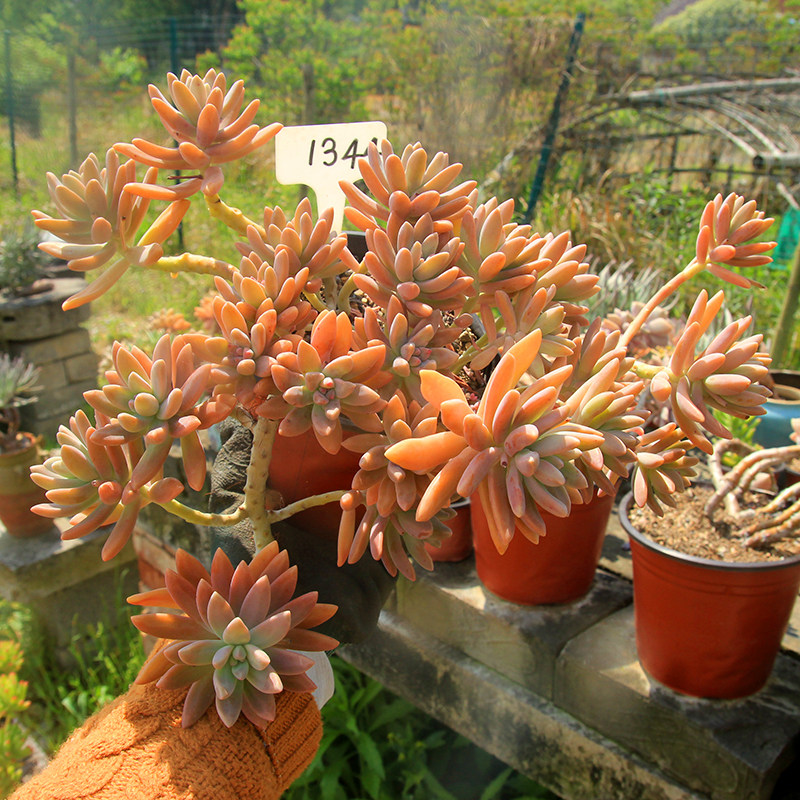 【绿手指出品】秋丽 一物一拍 多头大群生老桩 多肉植物 整桩包邮