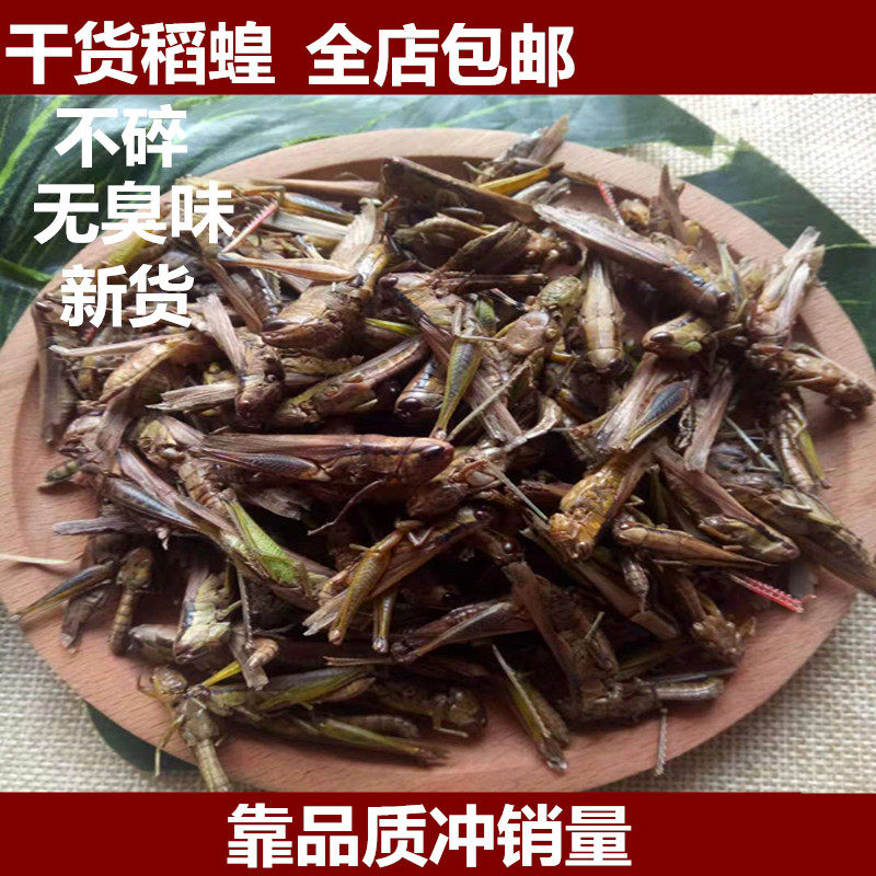 新货稻蝗小蚂蚱中华稻蝗纯干蚱蝗虫蚱蜢500克包邮小蚱蜢 草蜢