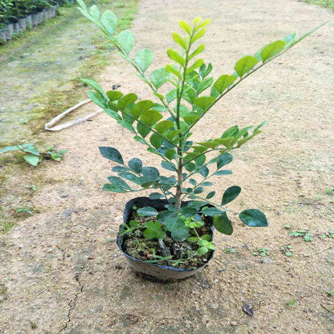 九里香盆栽包邮带花绿植盆栽七里香九里香苗开花香气袭人驱蚊植物