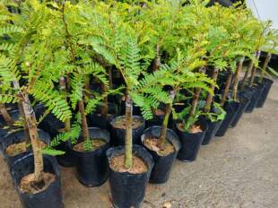 油柑果苗 潮汕嫁接崩坎狮头甜种油甘苗 柿饼甜油甘果树苗四季结果