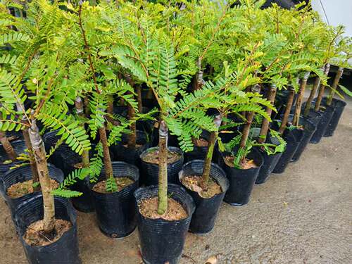 油柑果苗 潮汕嫁接崩坎狮头甜种油甘苗 柿饼甜油甘果树苗四季结果