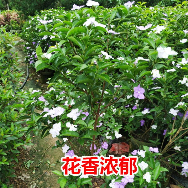 双色茉莉盆栽茉莉花苗鸳鸯茉莉花阳台室内外盆栽芳香花卉包邮-封面