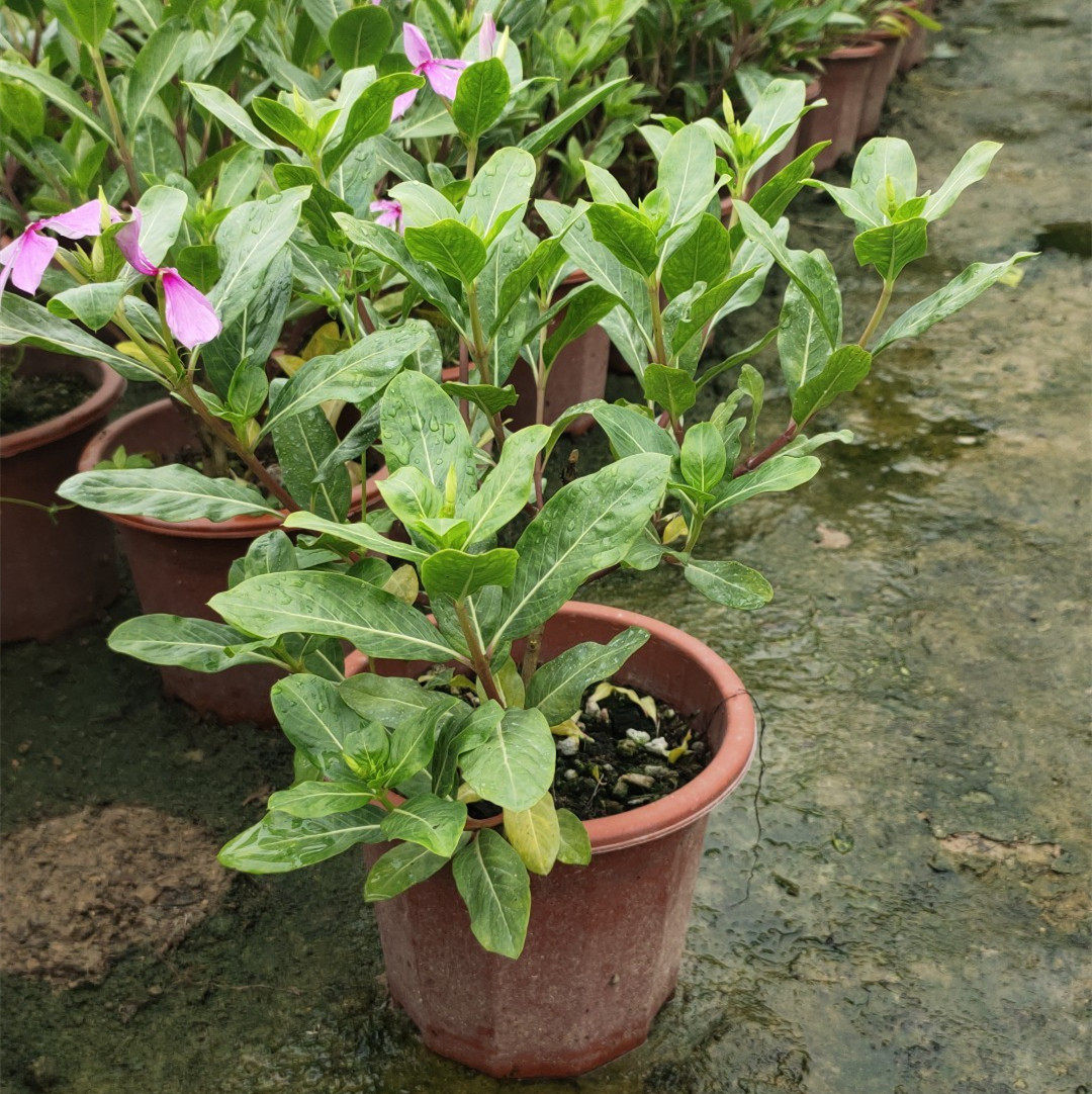 五叶梅  长春花  四季开花 净化空气客厅庭院花卉吸甲醛易活