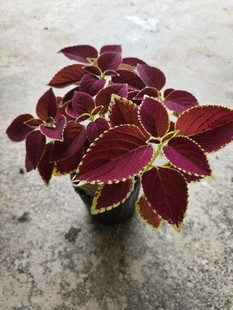 彩叶草净化空气喜阳耐晒绿植庭院阳台室内五彩苏观叶盆栽地栽