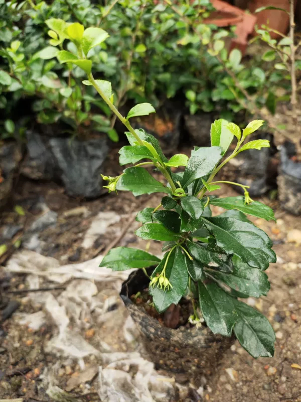 福建茶苗小叶可做微盆景四季常青工程绿化小苗耐高温耐阴好养植物