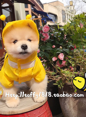BeartoffyPet宠物四脚雨衣 小中大型犬四季轻薄连帽卡通可爱雨披