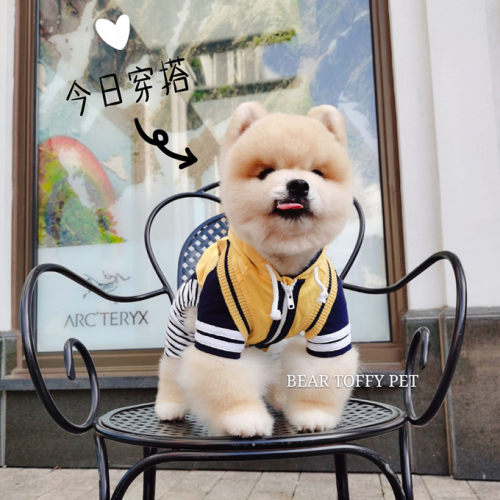 beartoffypet日单猫狗宠物衣服