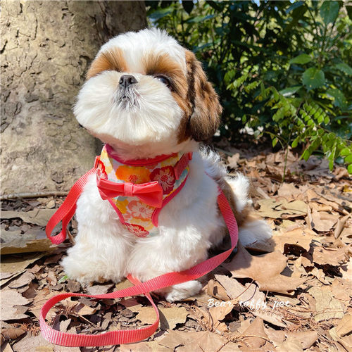 beartoffypet宠物猫牵引绳