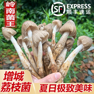 增城荔枝菌野生新鲜荔枝菇食用菌磨菇五月菇鸡枞菌肉爽清甜美味