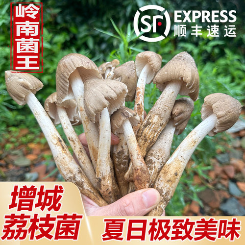 增城荔枝菌子弹头鲜爽无比1斤装