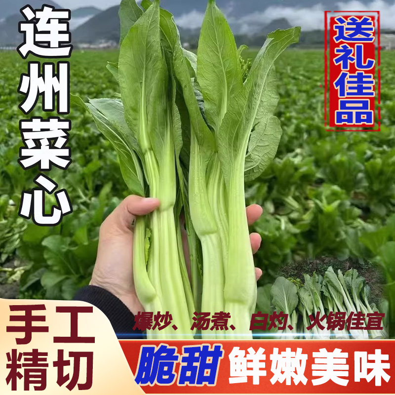广东连州菜心新鲜采摘爽脆甜