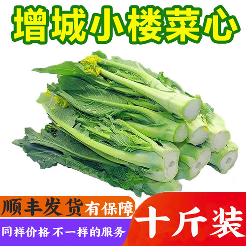 迟菜心新鲜菜苔现摘顺丰包邮