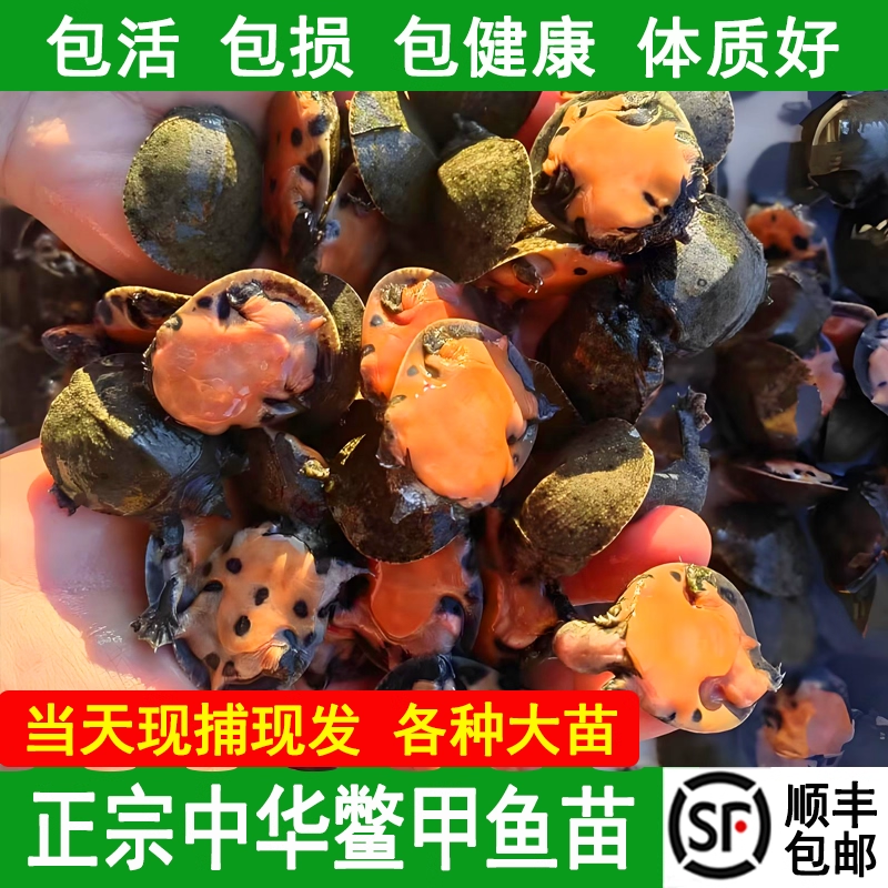 湖南甲鱼鲜活现杀生态野外中华老鳖汉寿活体甲鱼团鱼食用王八水鱼
