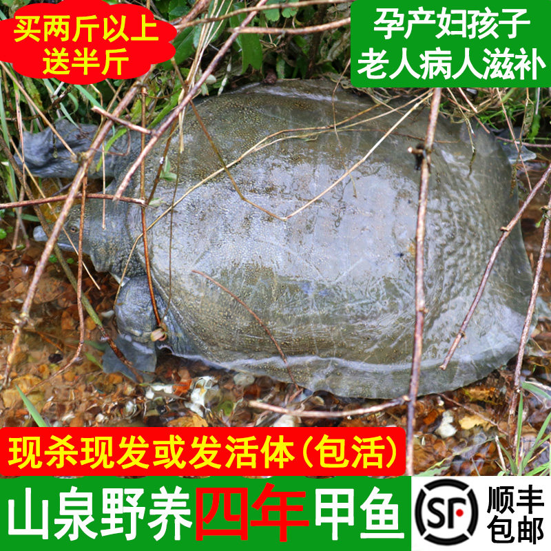 4年甲鱼鲜活现杀生态野外中华老鳖汉寿活体甲鱼团鱼食用王八水鱼