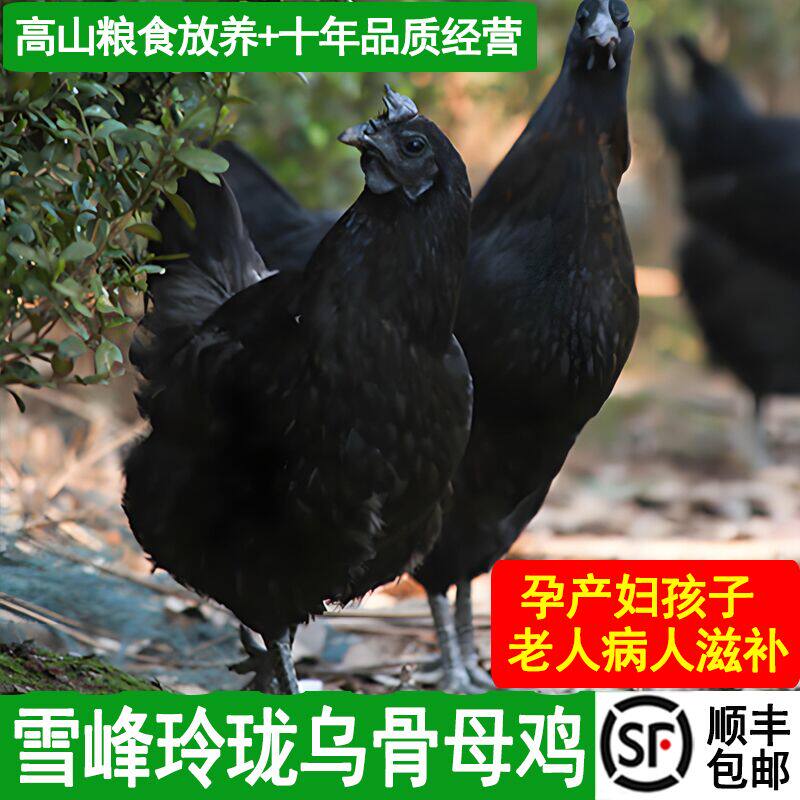乌鸡新鲜现杀农家散养土鸡五黑鸡雪峰乌骨鸡玲珑乌鸡母鸡一只