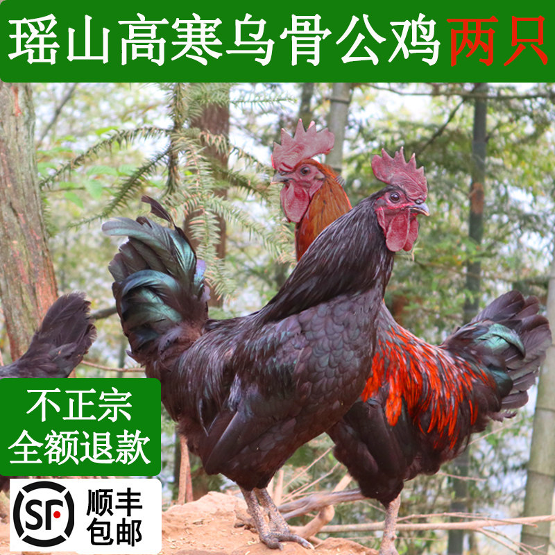 乌骨鸡土鸡农家散养新鲜鲜活现杀雪峰乌鸡童子鸡老公鸡月子鸡两只
