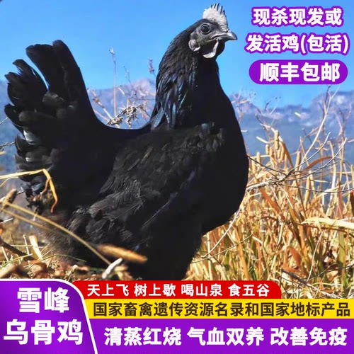 瑶山放养乌鸡乌鸡蛋和象牙香米