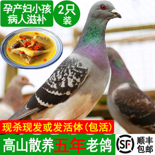 5年老鸽子2只土鸽子鸽子肉鸽子新鲜现杀鸽子肉乳鸽农家散养鸽子