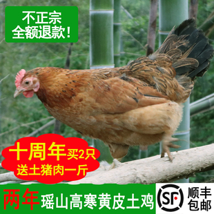 2年老母鸡土鸡农家散养新鲜现杀月子鸡走地鸡草鸡公鸡活鸡母鸡