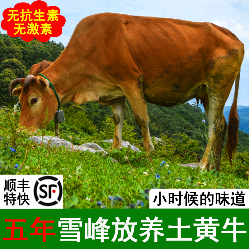 5年现杀黄牛肉新鲜牛肋条牛排骨牛腱子牛腩牛尾巴尾骨-封面