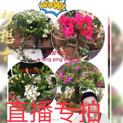直播专拍一物一拍按图发货九里香米兰白兰黄兰茉莉花清香木